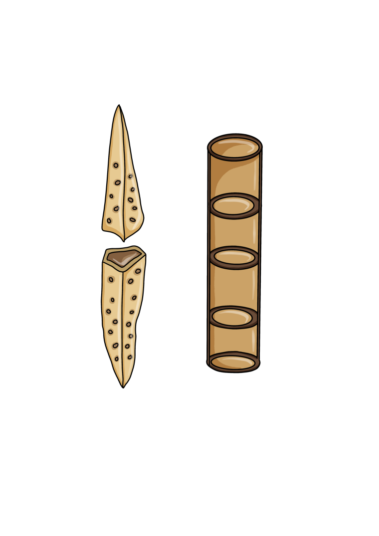 Budowa drewna - schemat