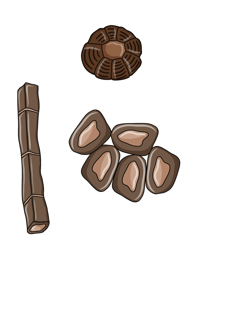 Budowa sklerenchymy - schemat
